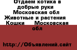 Отдаем котика в добрые руки - Московская обл. Животные и растения » Кошки   . Московская обл.
